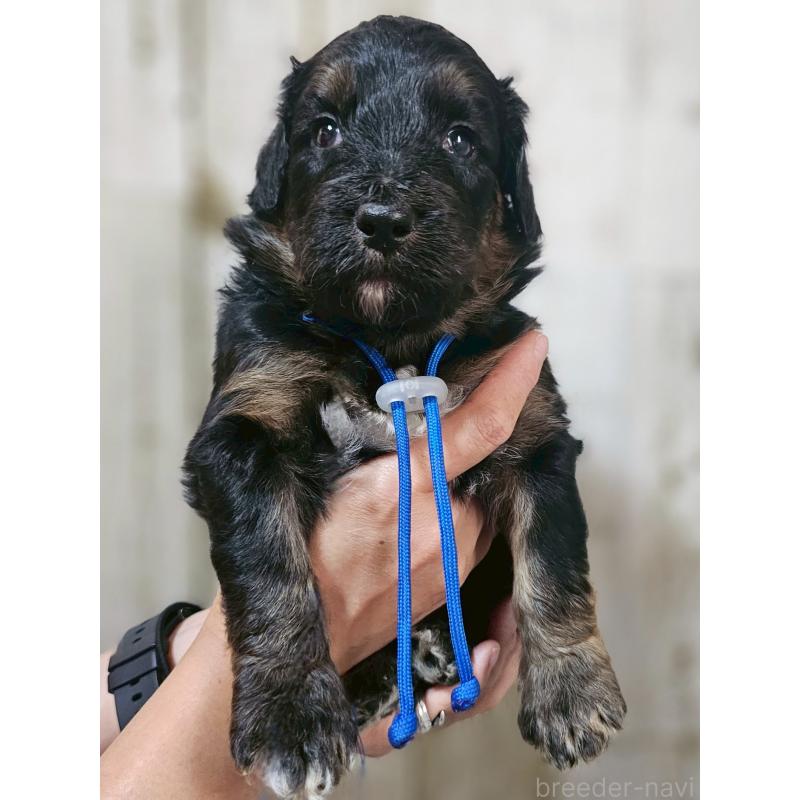 販売中の長野県のミックス犬-397517
