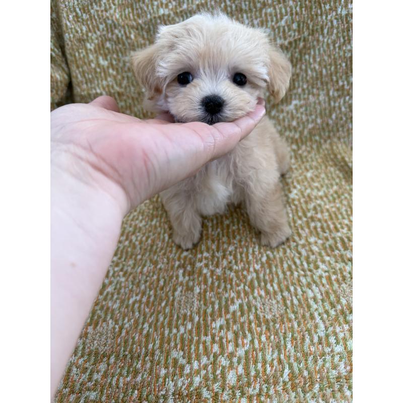 販売中の山形県のミックス犬-397521の5枚目
