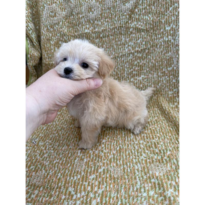 販売中の山形県のミックス犬-397521の4枚目