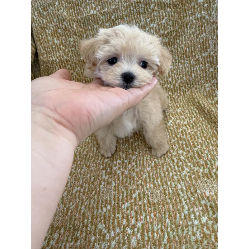 販売中の山形県のミックス犬-397521の2枚目