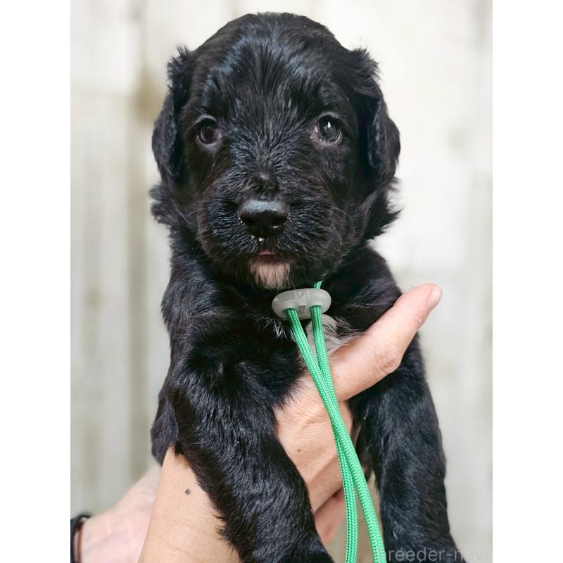 販売中の長野県のミックス犬-397519の1枚目