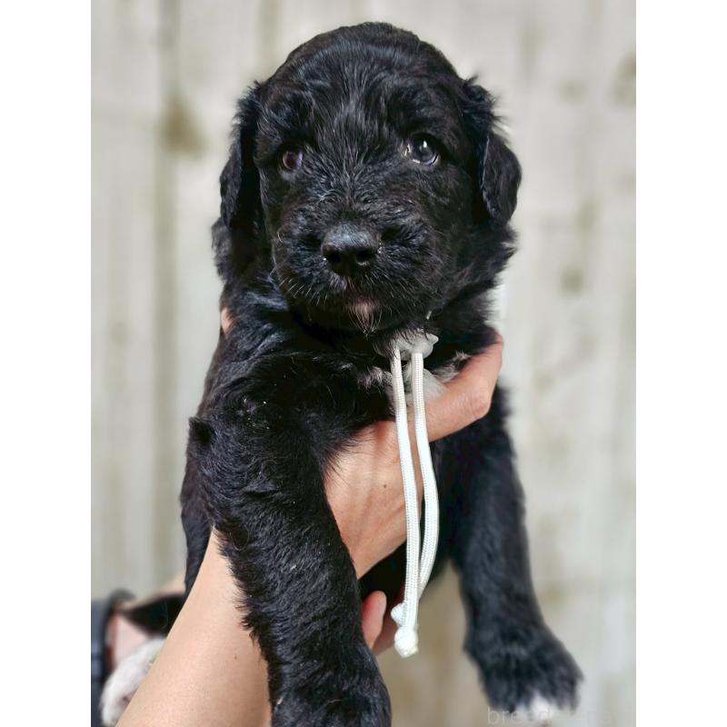 販売中の長野県のミックス犬-397520