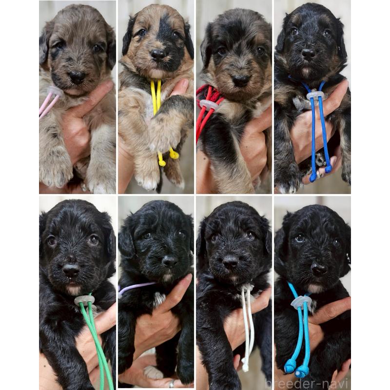 販売中の長野県のミックス犬-397522の2枚目