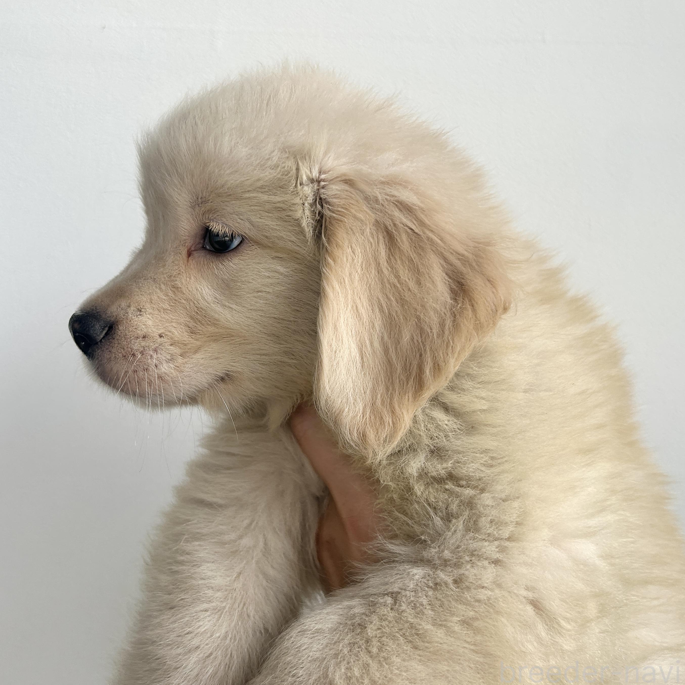 販売中の栃木県のゴールデンレトリーバー-391685の3枚目