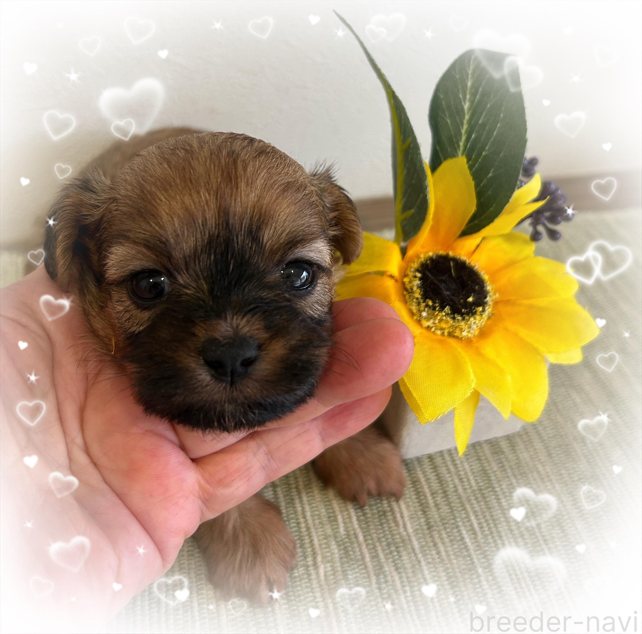 販売中の愛媛県のミックス犬-397532の1枚目