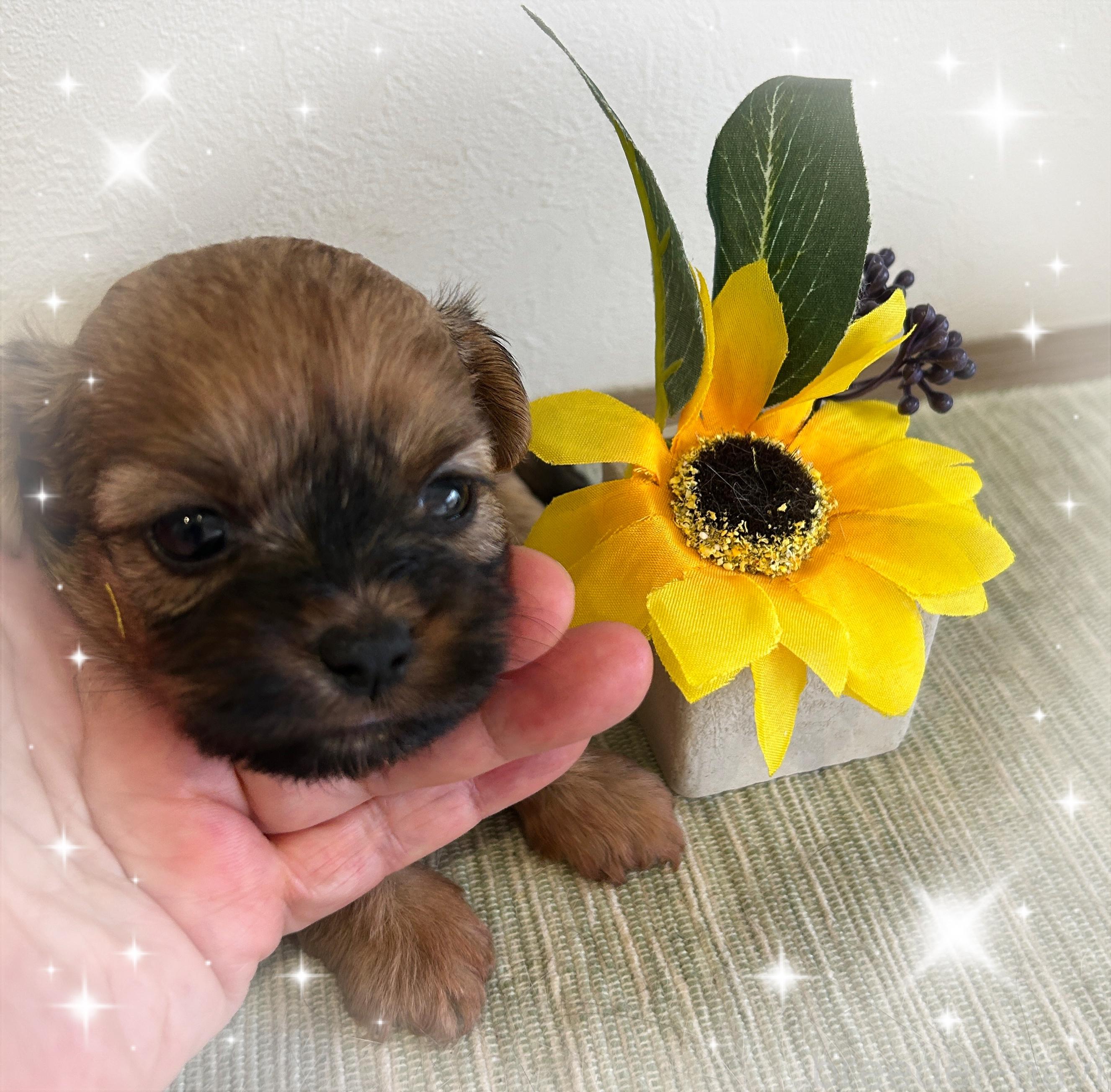販売中の愛媛県のミックス犬-397532の7枚目