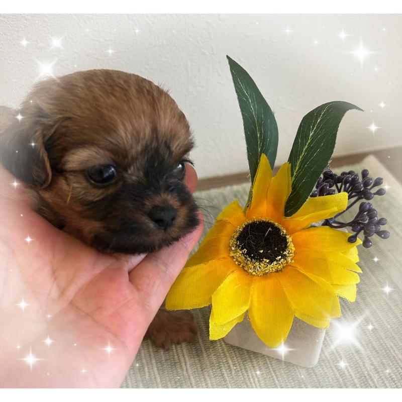 販売中の愛媛県のミックス犬-397532の6枚目