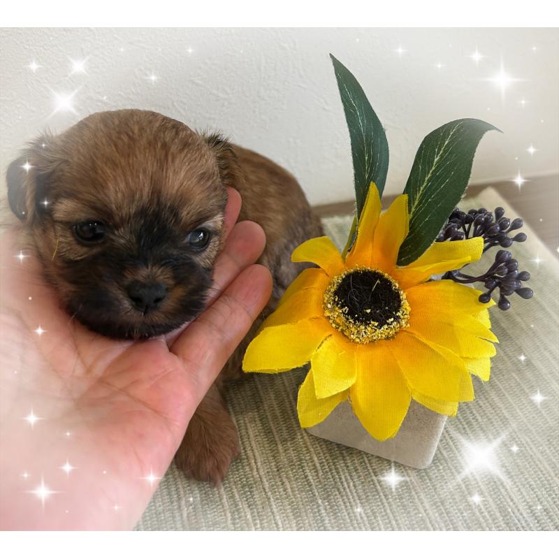 販売中の愛媛県のミックス犬-397532の4枚目