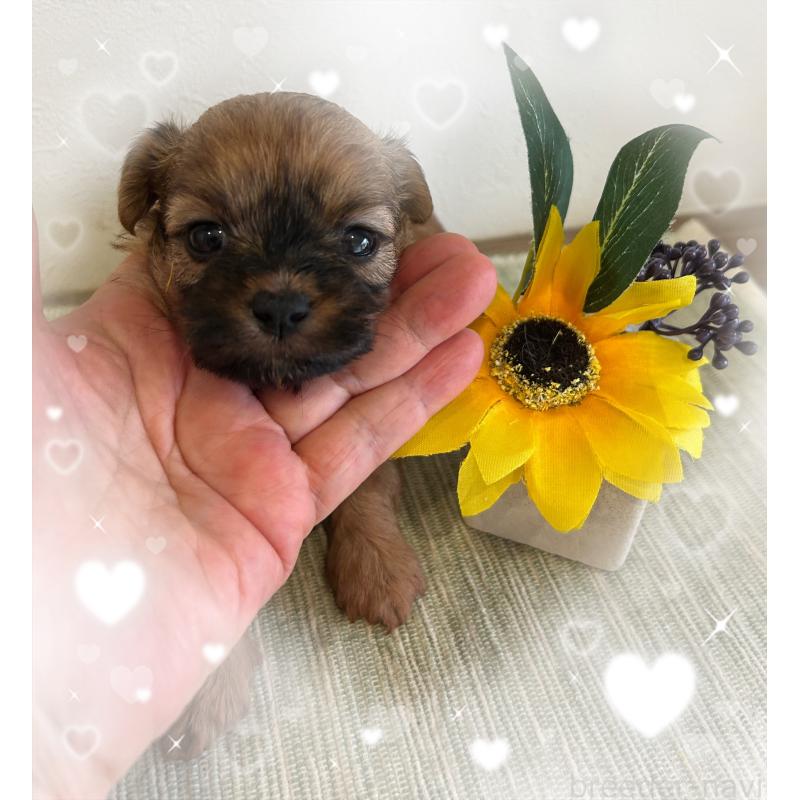 販売中の愛媛県のミックス犬-397532の3枚目