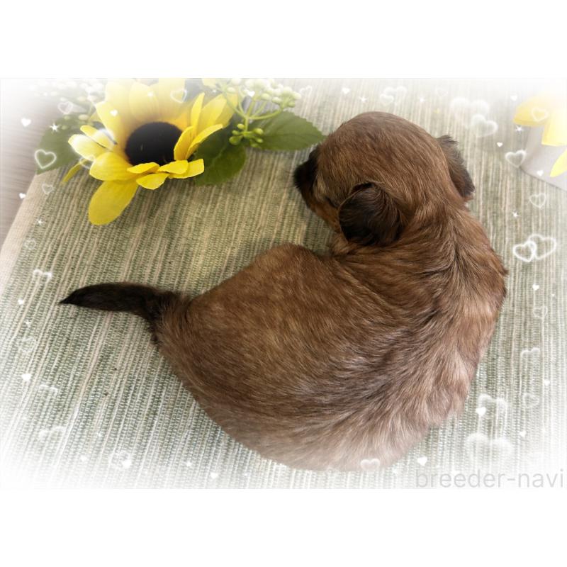 販売中の愛媛県のミックス犬-397532の2枚目