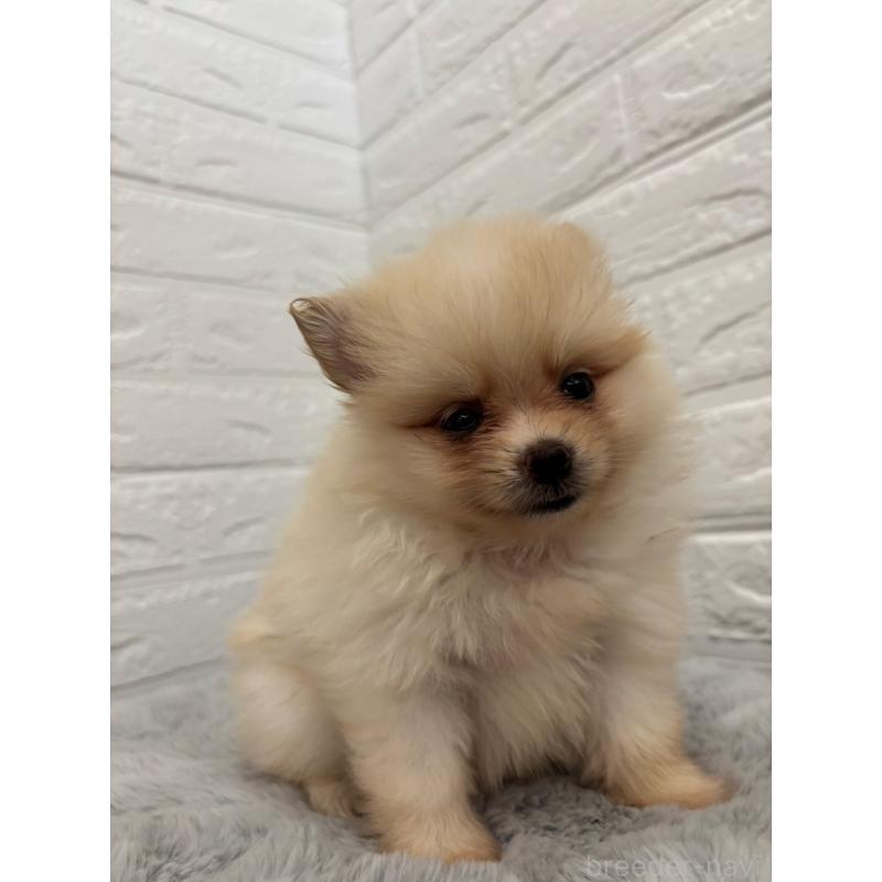 販売中の岡山県のポメラニアン-397538の2枚目