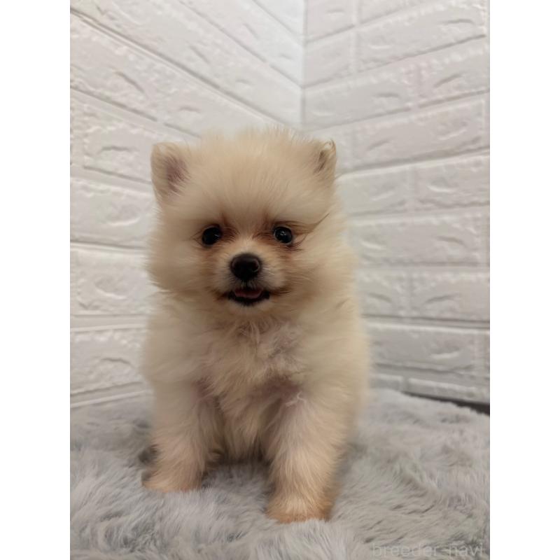 販売中の岡山県のポメラニアン-397539の13枚目