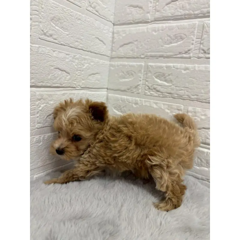販売中の岡山県のマルプー:マルチーズ×トイプードル-397540の3枚目