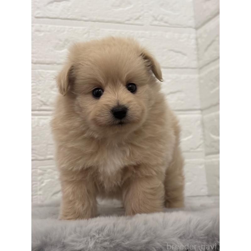 販売中の岡山県のポメプー:ポメラニアン×トイプードル-397546の12枚目