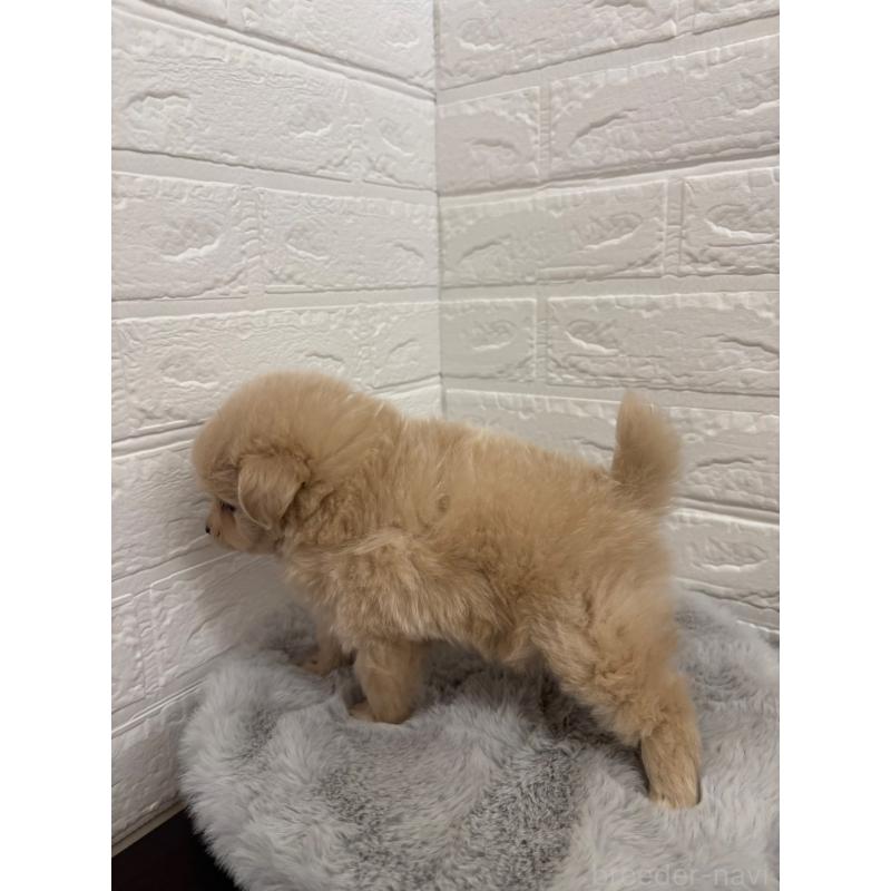 販売中の岡山県のポメプー:ポメラニアン×トイプードル-397546の9枚目