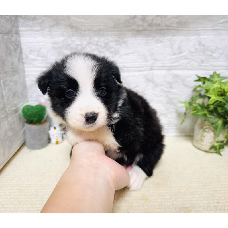 販売中の岐阜県のボーダーコリー-395119の2枚目