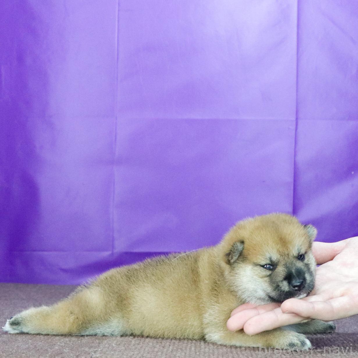 販売中の愛知県の柴犬-397551の3枚目