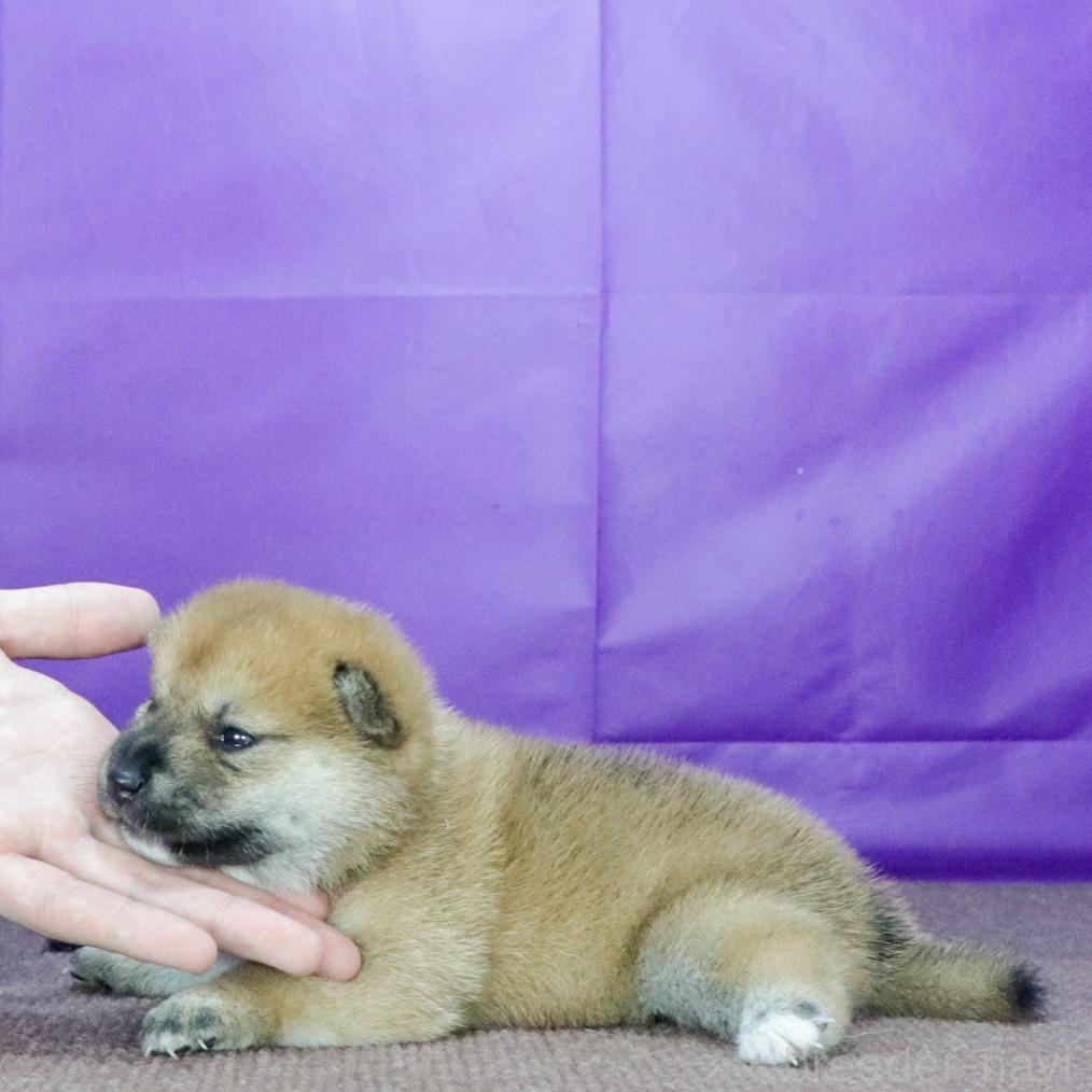 販売中の愛知県の柴犬-397551の2枚目