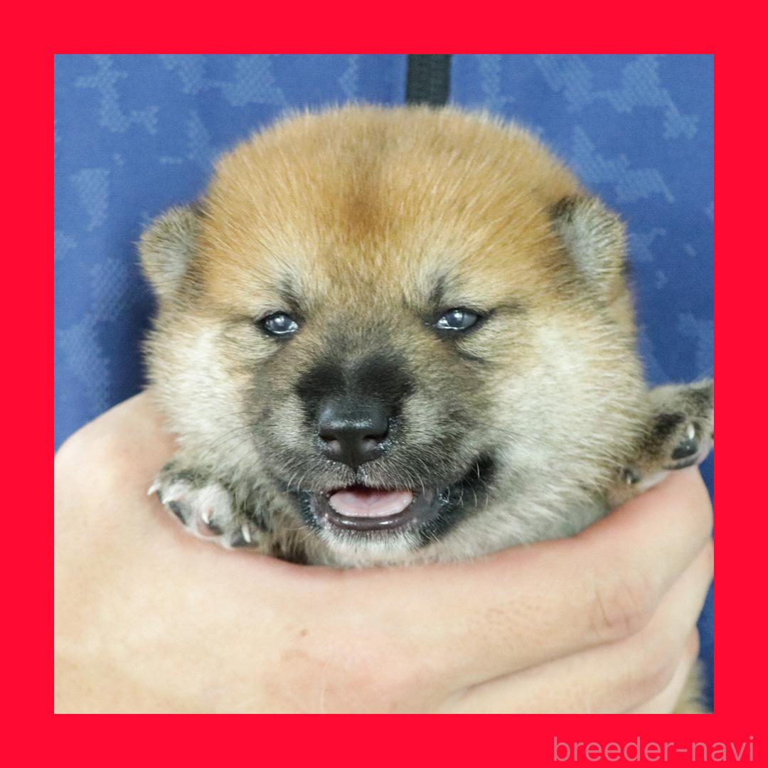 販売中の愛知県の柴犬-397551の1枚目