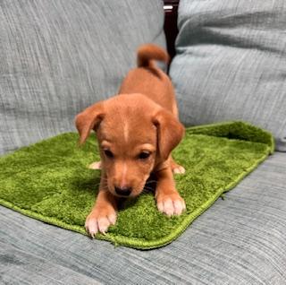 販売中の岡山県のミックス犬-397561の10枚目