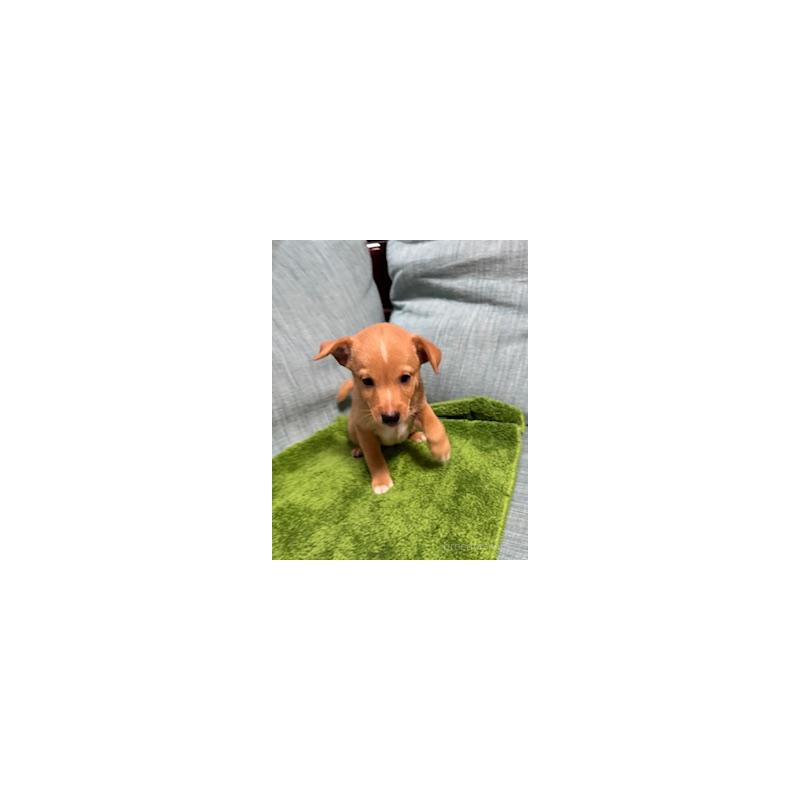 販売中の岡山県のミックス犬-397561の8枚目