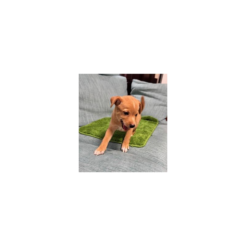 販売中の岡山県のミックス犬-397561の7枚目