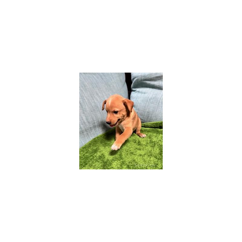 販売中の岡山県のミックス犬-397561の6枚目