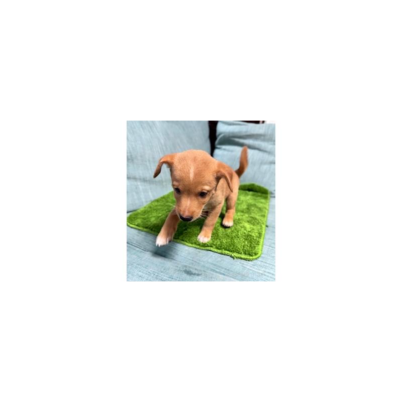 販売中の岡山県のミックス犬-397561の5枚目