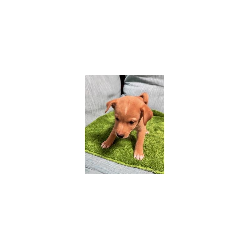 販売中の岡山県のミックス犬-397561の3枚目