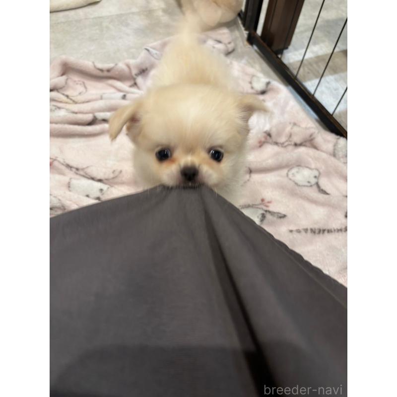販売中の東京都のミックス犬-397563の5枚目