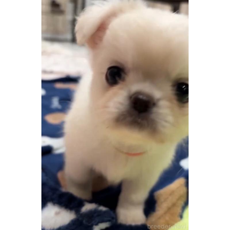 販売中の東京都のミックス犬-397563の4枚目