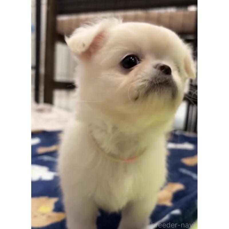 販売中の東京都のミックス犬-397563の3枚目