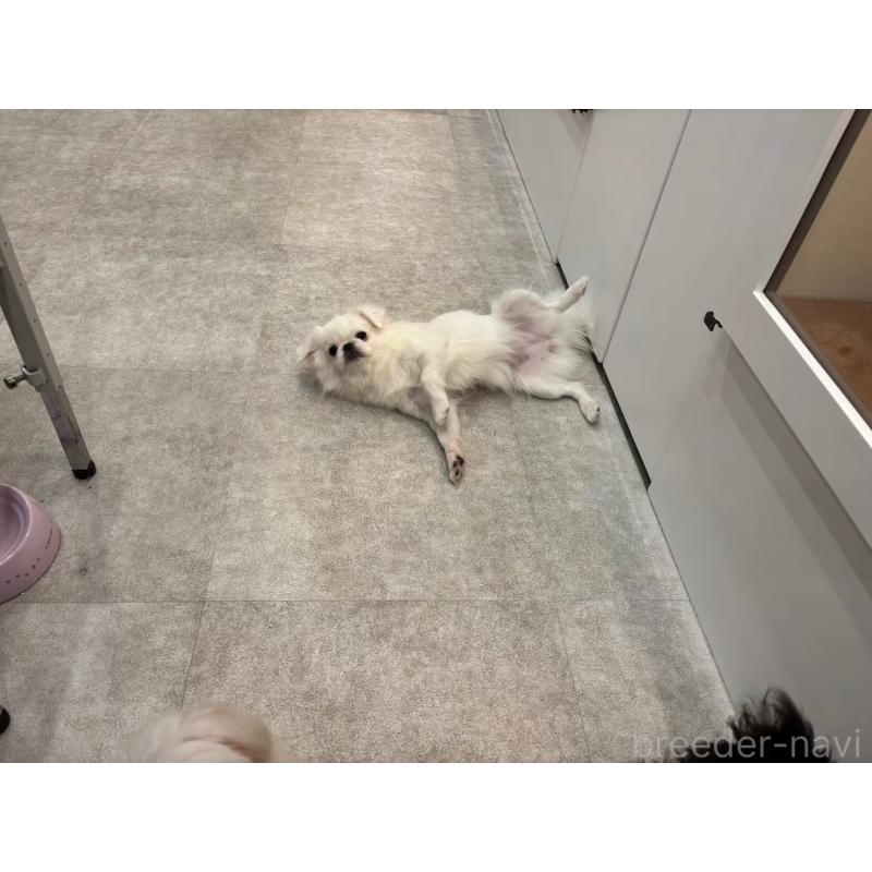 販売中の東京都のミックス犬-397563の2枚目