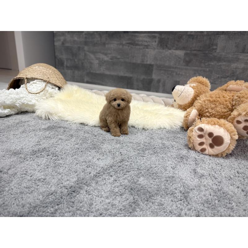 販売中の滋賀県のタイニープードル-397564の3枚目