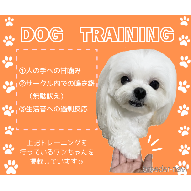 販売中の静岡県のミックス犬-397423の2枚目