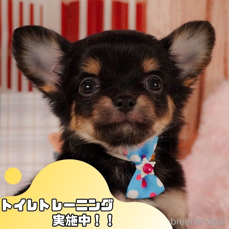 販売中の静岡県のチワワ(ロングコート)-397439