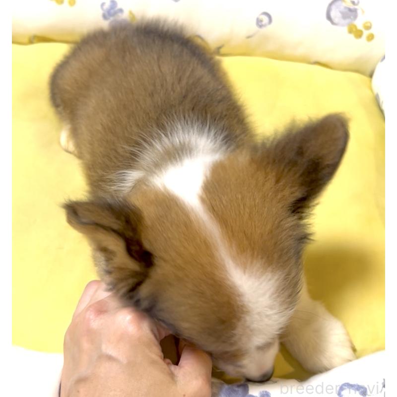 成約済の奈良県のウェルシュコーギーペンブローク-394379の8枚目