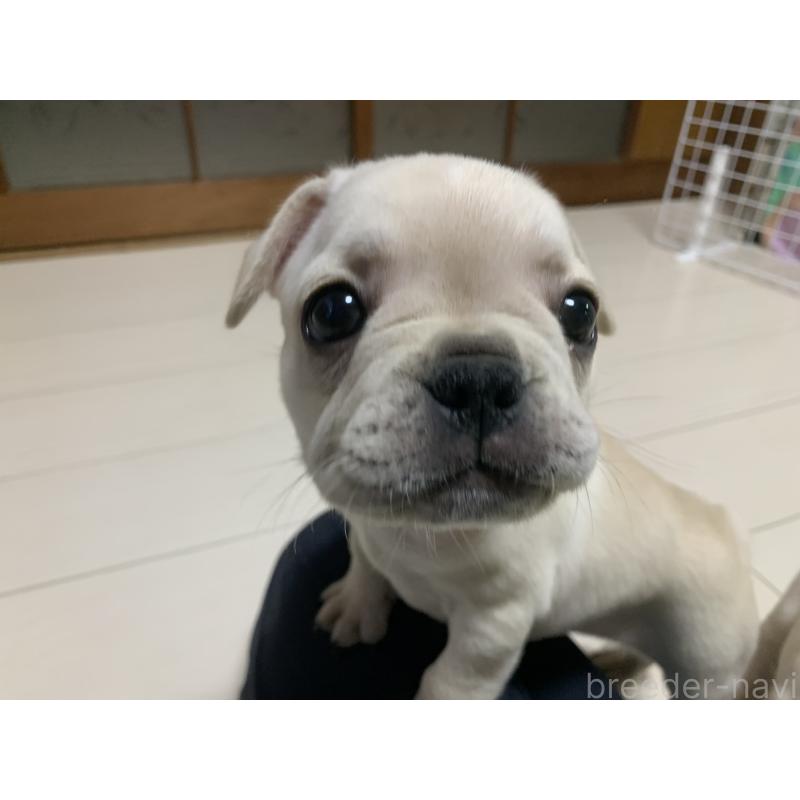 成約済の三重県のフレンチブルドッグ-394158の3枚目