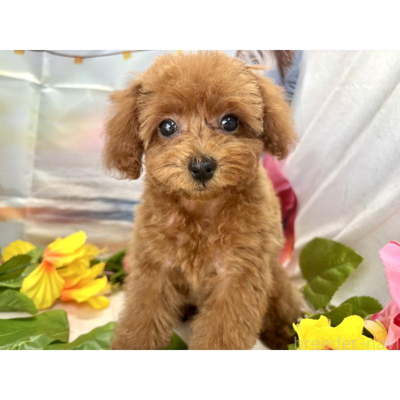 販売中の栃木県のティーカッププードル-390890