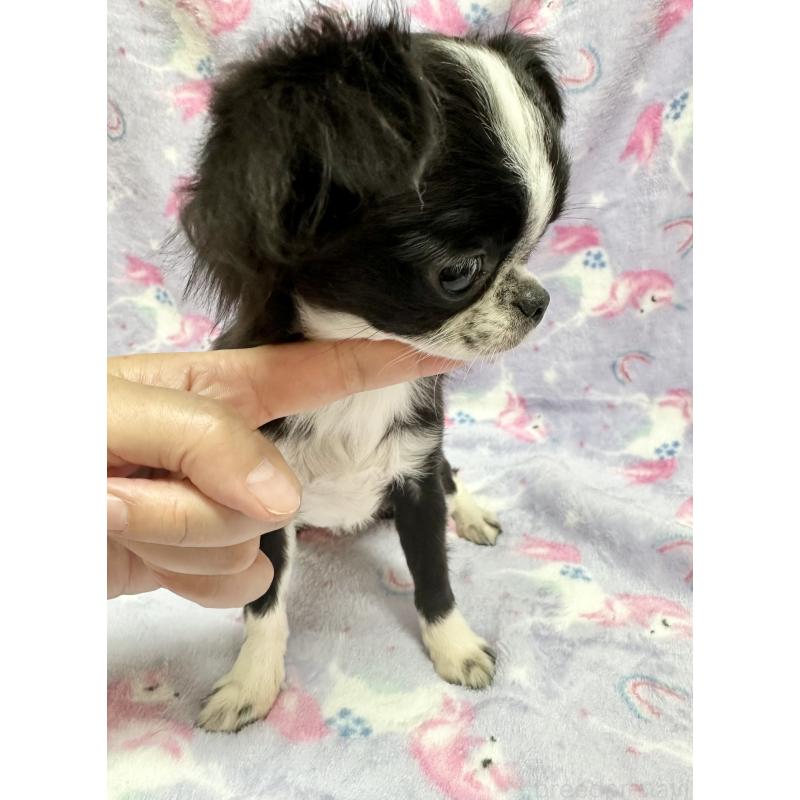 販売中の福島県のチワワ(ロングコート)-383435