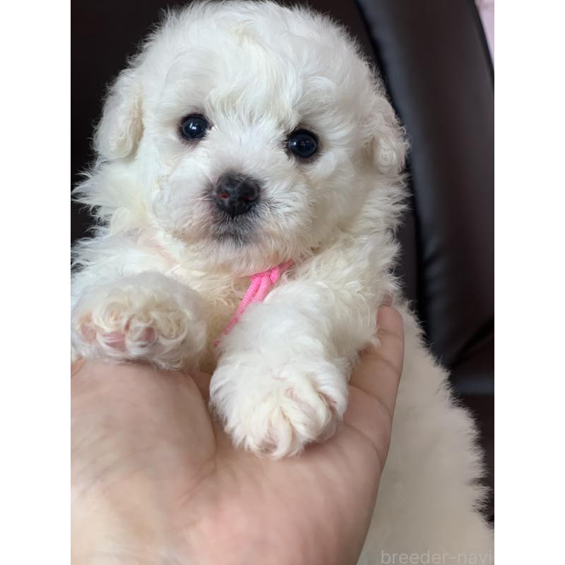 成約済の滋賀県のビションフリーゼ-396100の7枚目