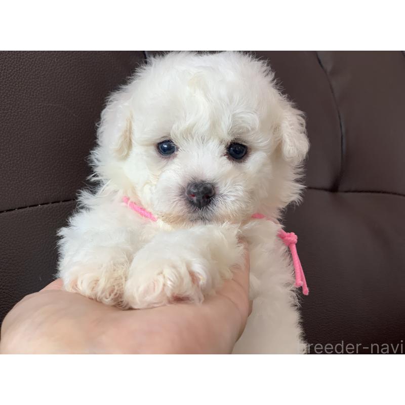 成約済の滋賀県のビションフリーゼ-396100の6枚目