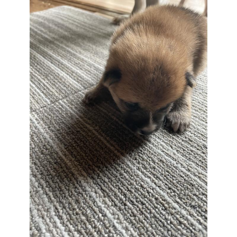 販売中の岡山県の柴犬-397391の4枚目