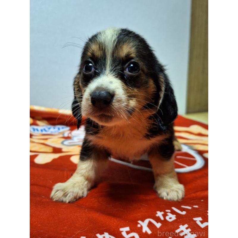 販売中の神奈川県のミックス犬-397568の14枚目