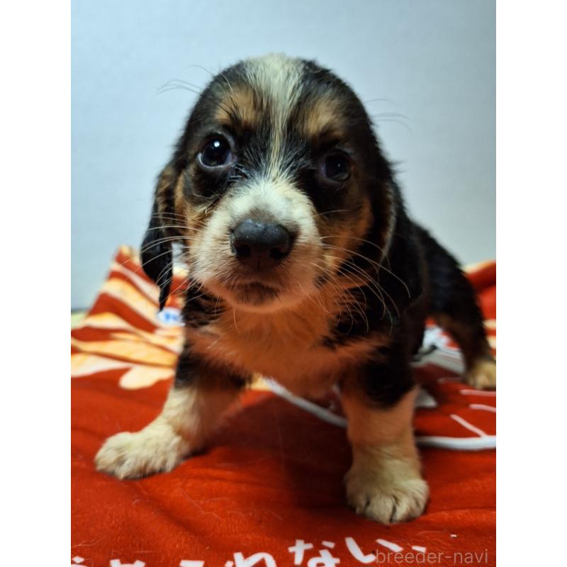 販売中の神奈川県のミックス犬-397568の13枚目