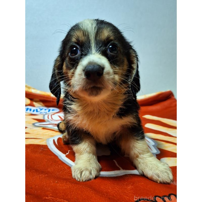 販売中の神奈川県のミックス犬-397568の11枚目