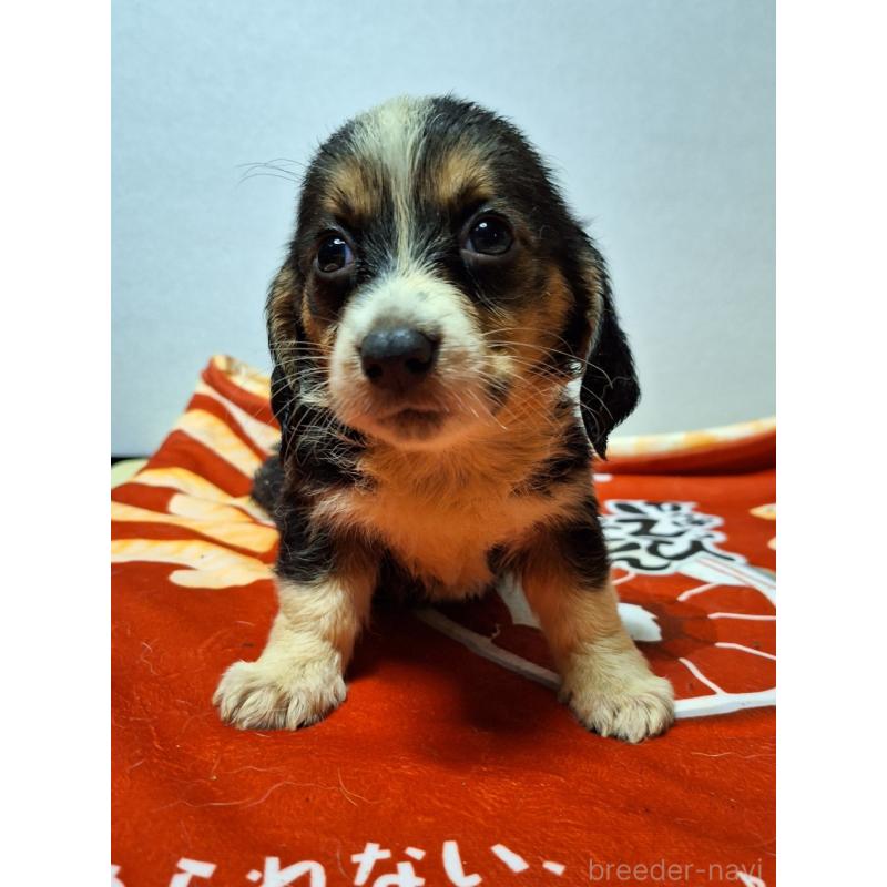 販売中の神奈川県のミックス犬-397568の8枚目