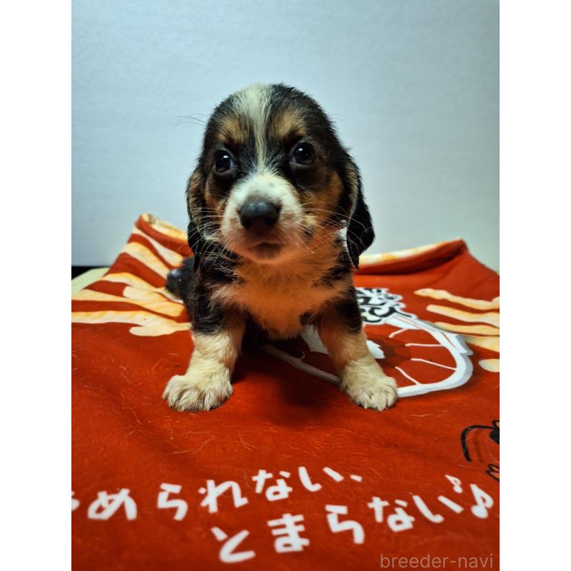 販売中の神奈川県のミックス犬-397568の7枚目