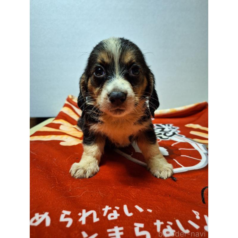 販売中の神奈川県のミックス犬-397568の6枚目