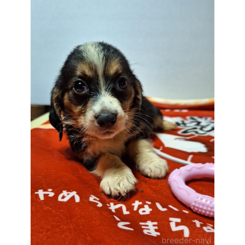 販売中の神奈川県のミックス犬-397568の5枚目